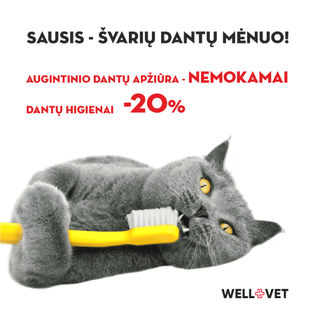 Sausis_svariu-dantu-menuo1